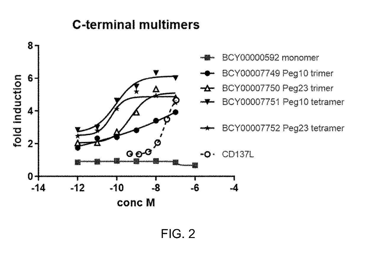 Multimeric bicyclic peptide ligands