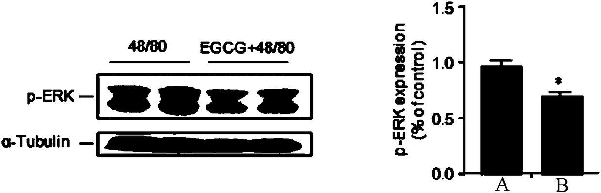 Application of epigallocatechin gallate