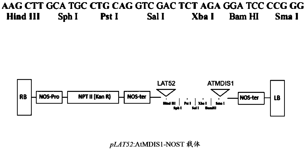 LRR-RLK receptor kinase AtMDIS1 and application thereof in breaking reproductive isolation between species