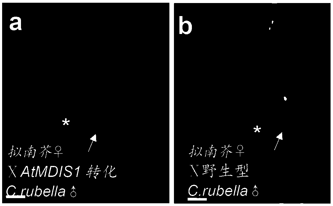 LRR-RLK receptor kinase AtMDIS1 and application thereof in breaking reproductive isolation between species