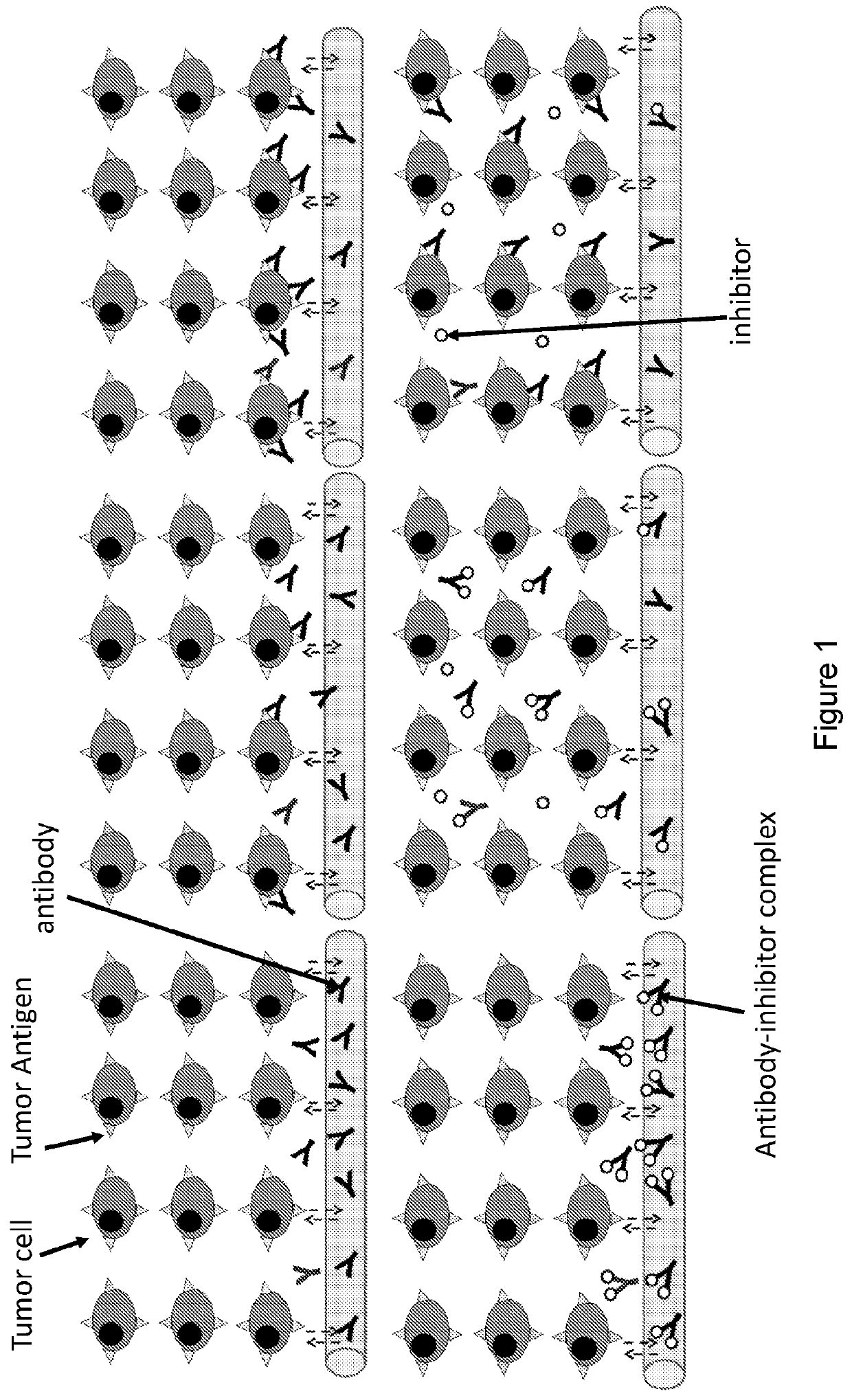 Compositions and methods for improving tumor penetration of tumor specific antibodies