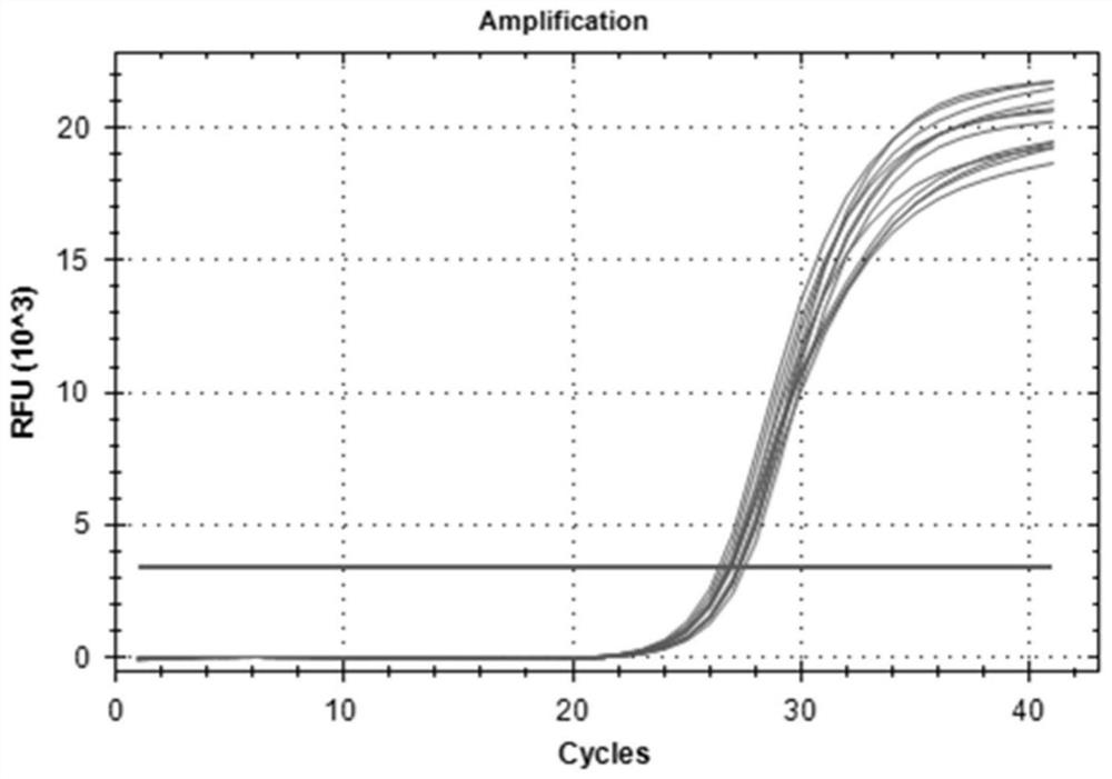 Paeonia ostii reference gene under drought stress, and special primer and application thereof