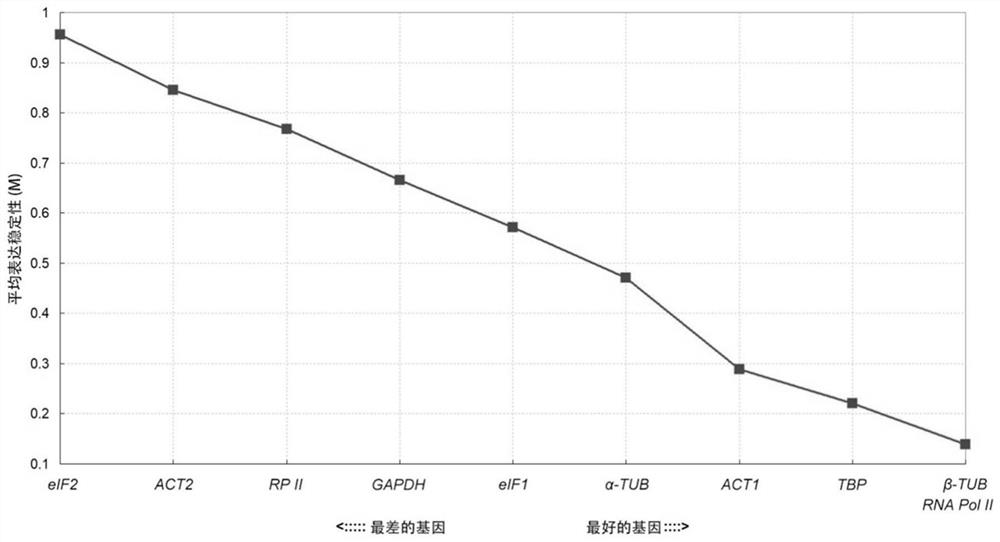 Paeonia ostii reference gene under drought stress, and special primer and application thereof