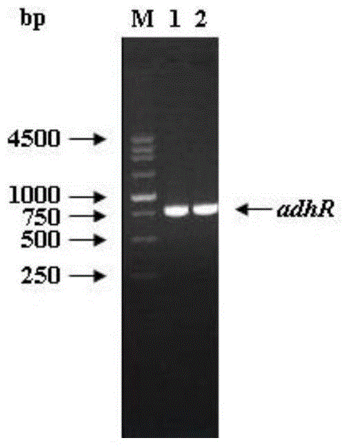 Engineering bacteria and method for preparing tert-butyl (3R,5S)-6-chloro-3,5-dihydroxyhexanoate