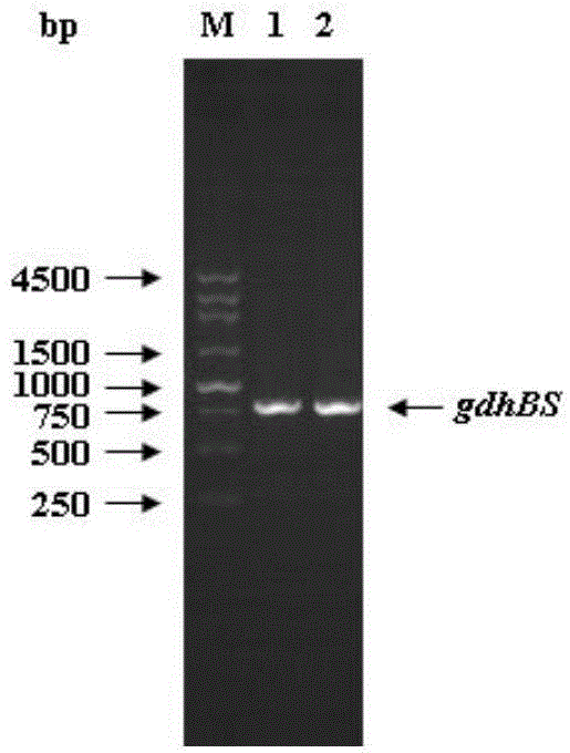 Engineering bacteria and method for preparing tert-butyl (3R,5S)-6-chloro-3,5-dihydroxyhexanoate