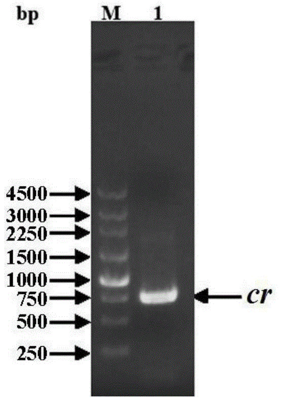 Engineering bacteria and method for preparing tert-butyl (3R,5S)-6-chloro-3,5-dihydroxyhexanoate