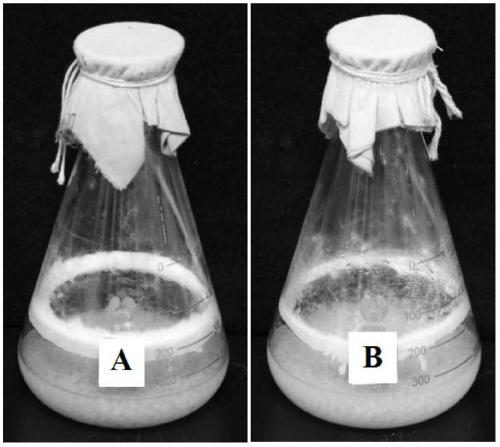 A strain of tearing cereus and its cultivation method and application