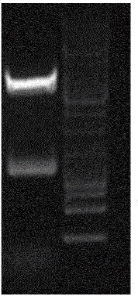 JAML-receptor-targeted single-chain antibody, and preparation method and application thereof