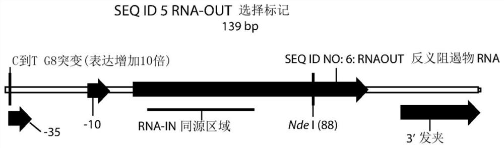 Producing improved viral and non-viral nanoplasmid vectors