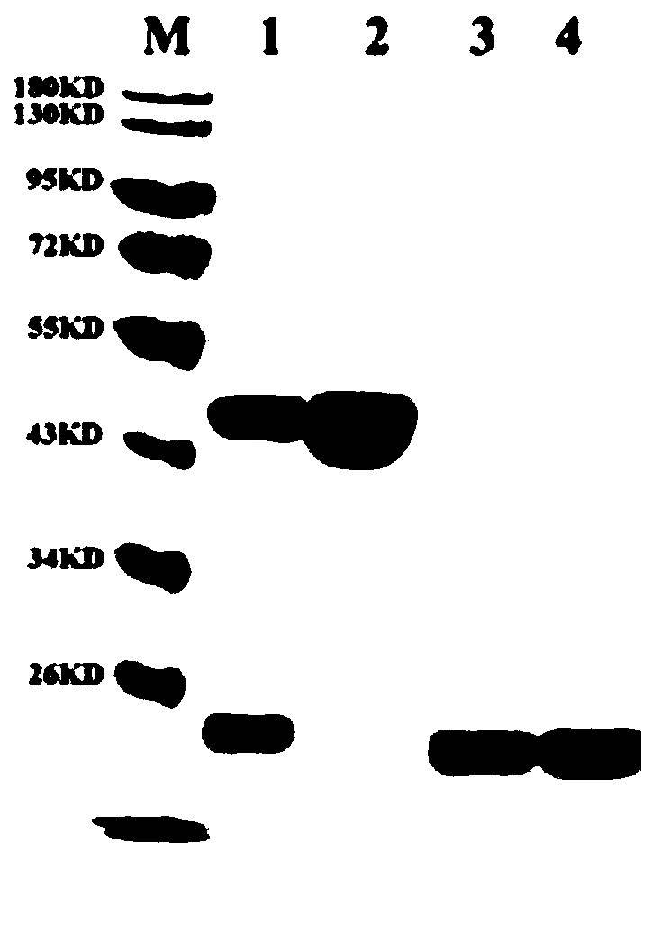 Method for differentiating 5-methylcytosine and 5-hydroxymethylcytosine in DNA