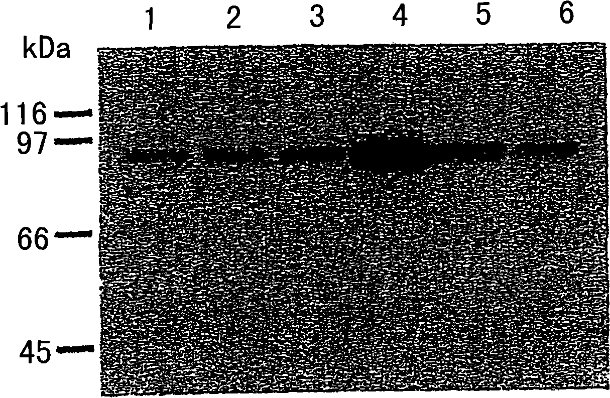 Methods for attenuating release of inflammatory mediators and peptides useful therein