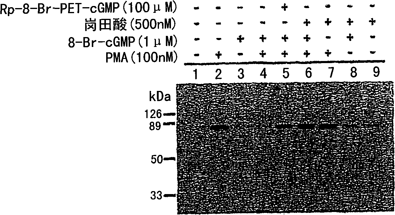 Methods for attenuating release of inflammatory mediators and peptides useful therein