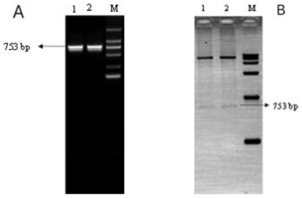 Phyllostachys edulis PeAPX5 gene and application