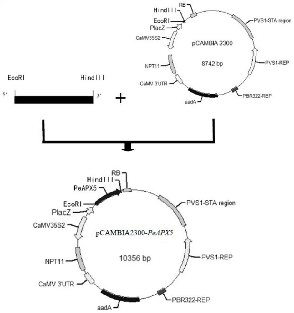 Phyllostachys edulis PeAPX5 gene and application