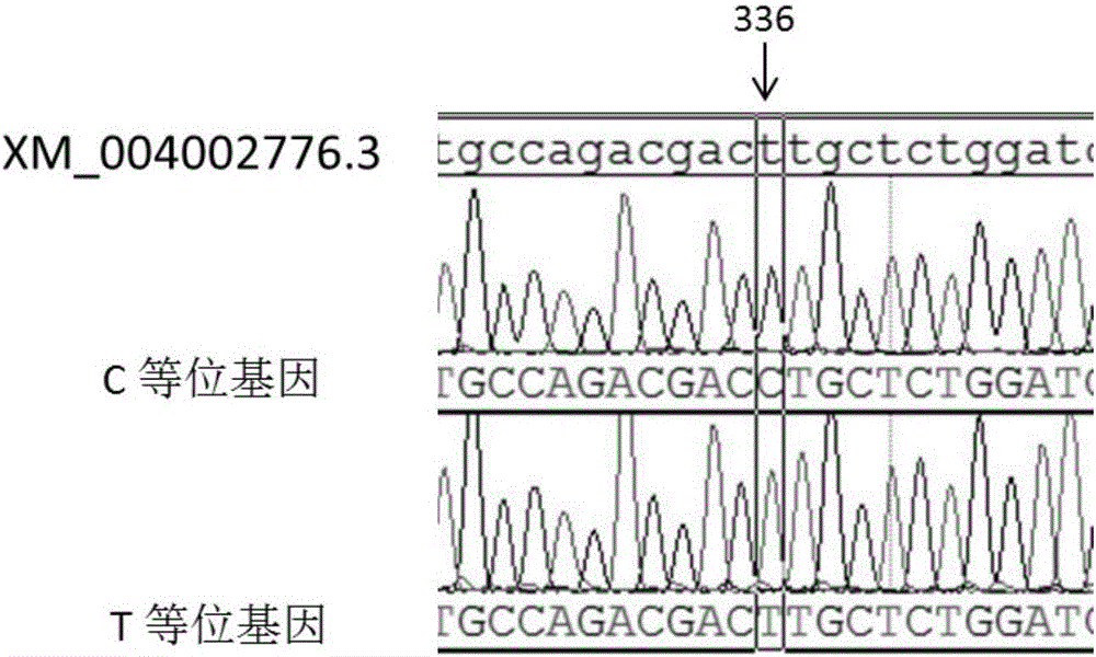 Screening of SNP (Single Nucleotide Polymorphism) related to sheep wool traits and application