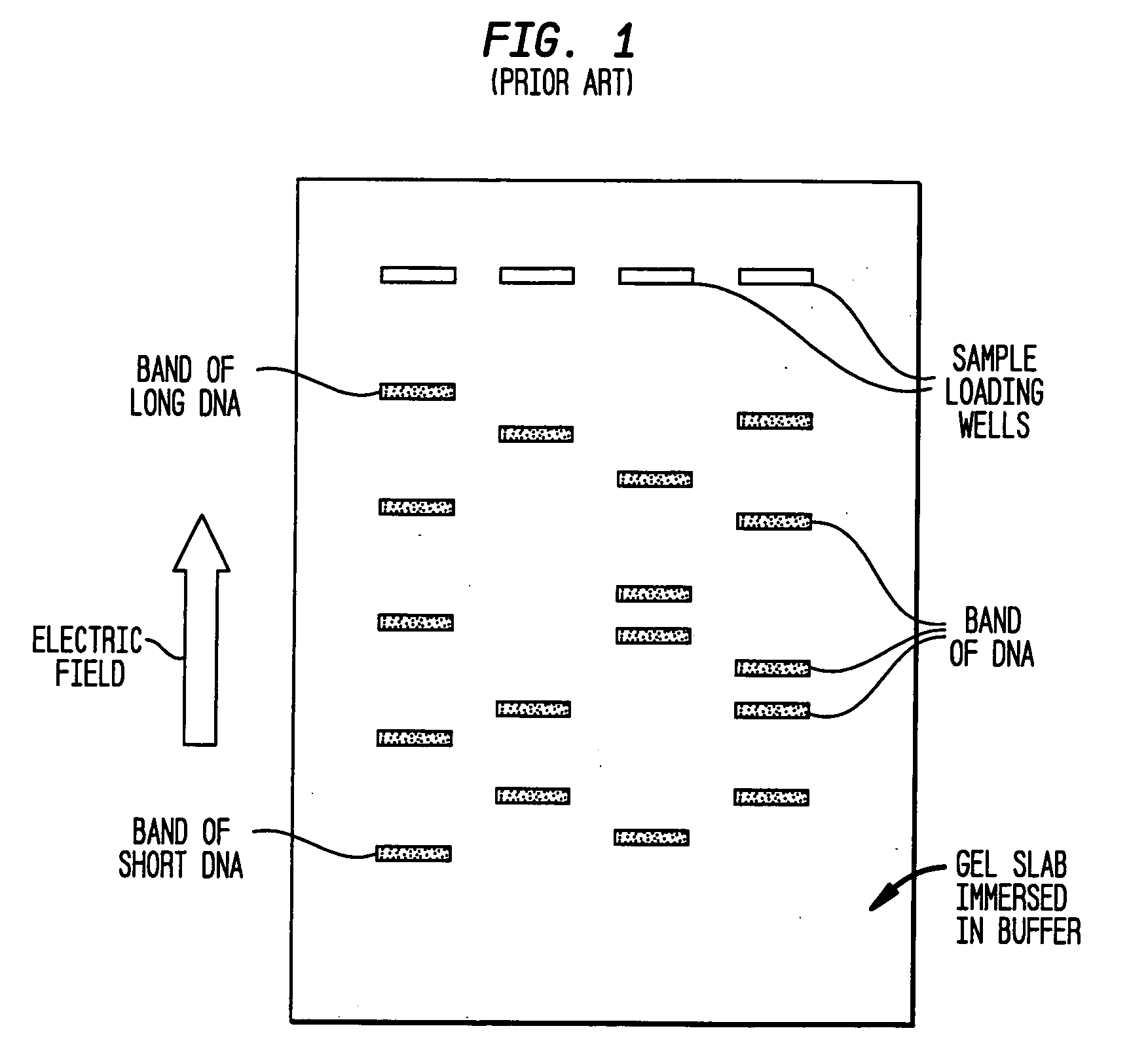 Fractionation of macro-molecules using asymmetric pulsed field electrophoresis