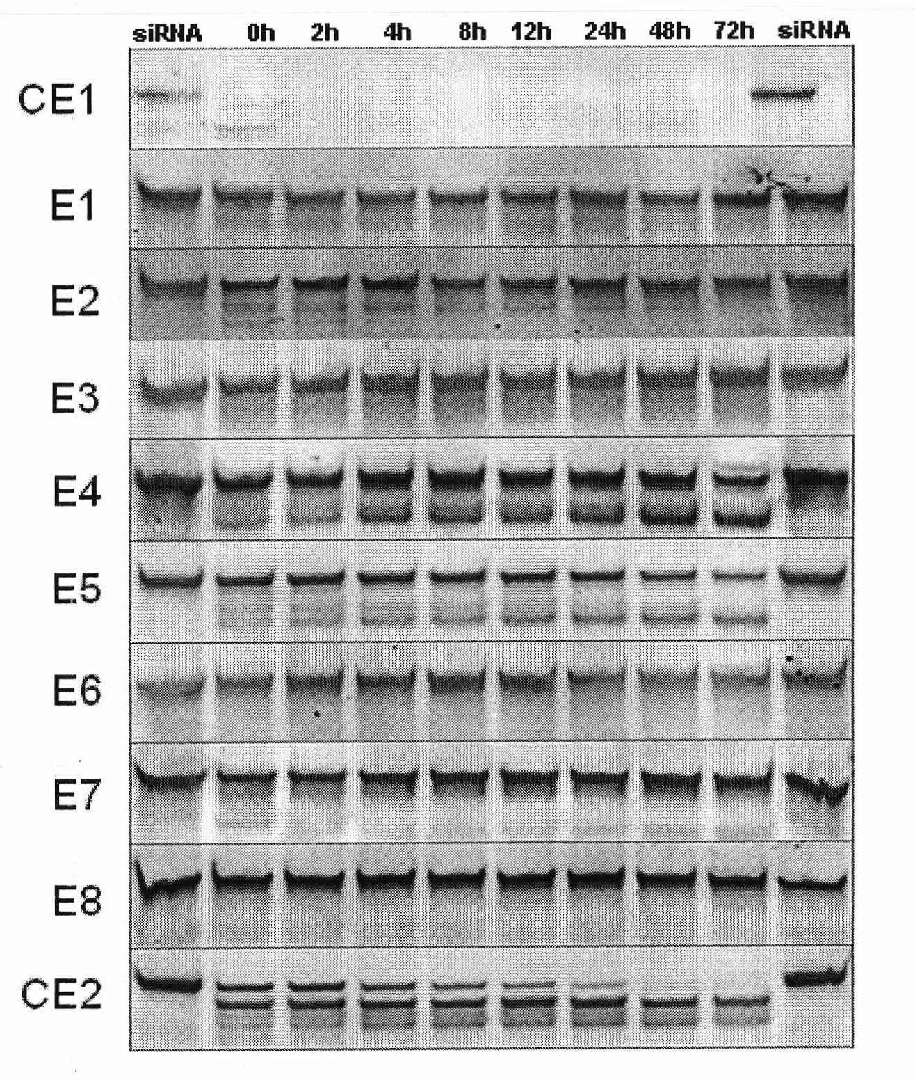 SiRNA (Small interference ribonucleic acid) as well as medicine composition and pharmaceutical application thereof