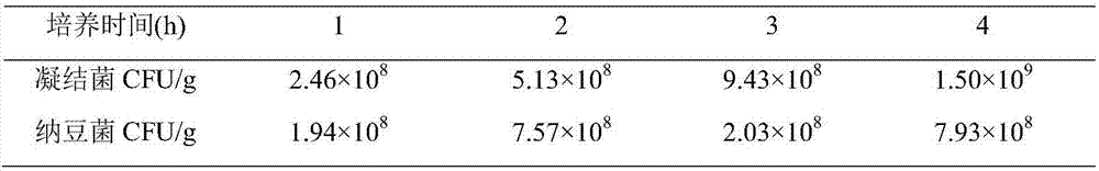 Bacillus coagulans mixed strain fermentation bean food and preparation method thereof