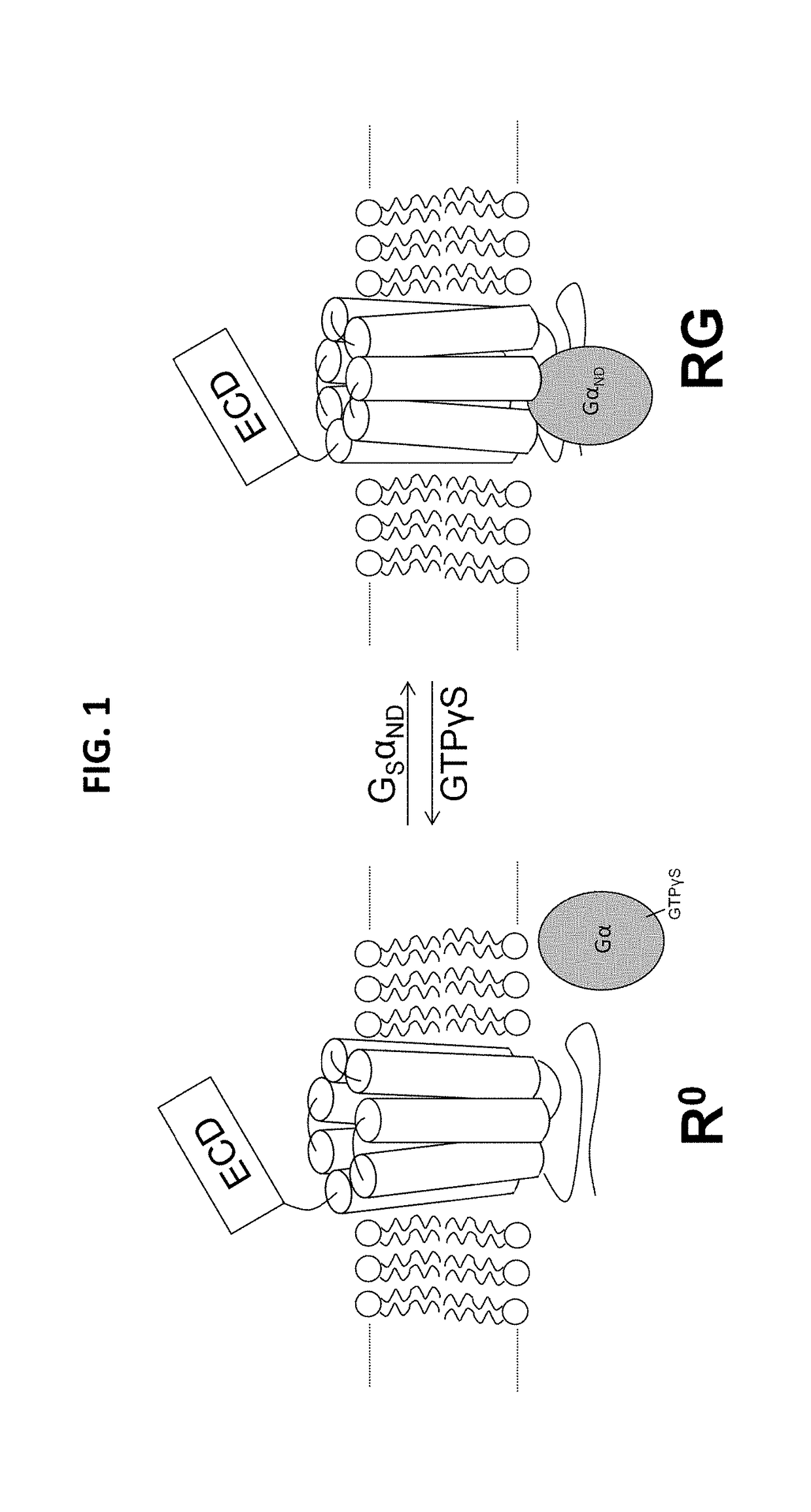 Analogues of parathyroid hormone (1-34) that function as agonists of the parathyroid hormone receptor-1 and display modified activity profiles