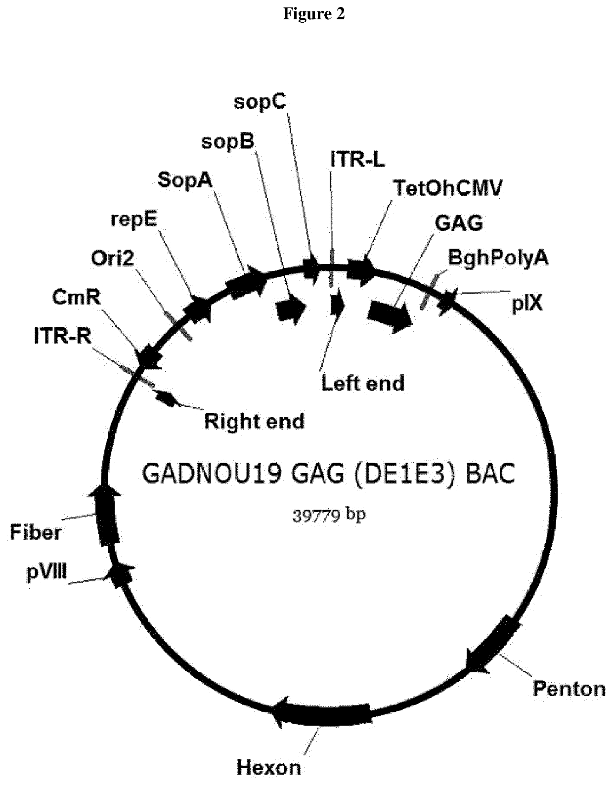 Non human great apes adenovirus nucleic acid- and amino acid-sequences, vectors containing same, and uses thereof