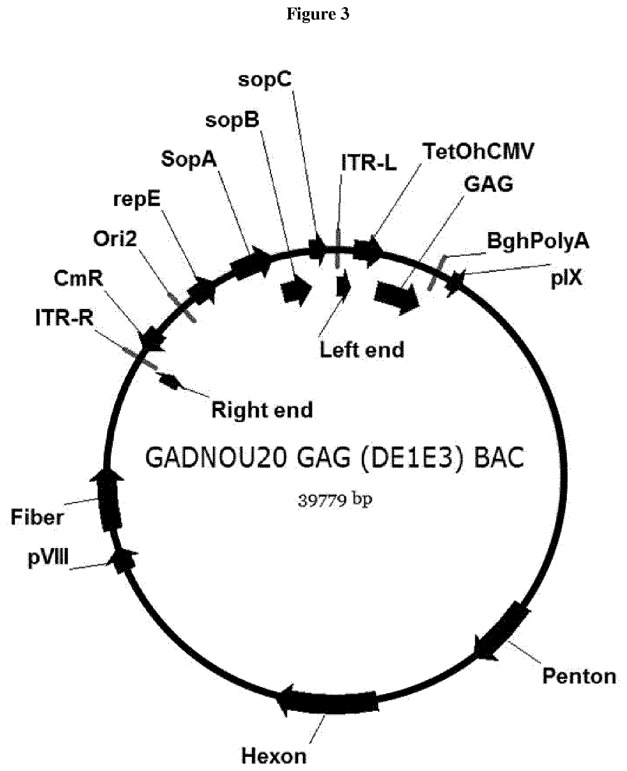 Non human great apes adenovirus nucleic acid- and amino acid-sequences, vectors containing same, and uses thereof