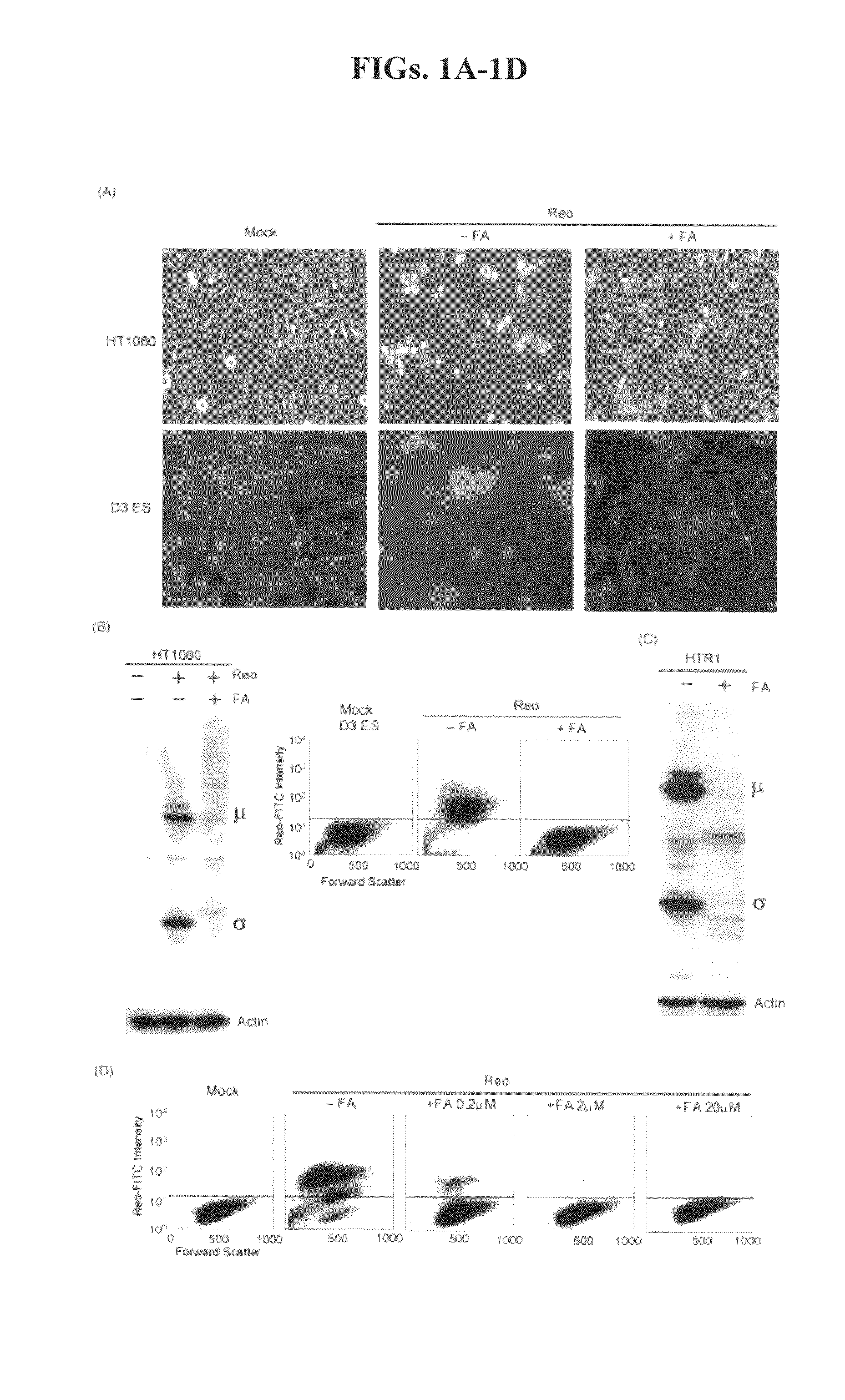 Inhibition of viral replication