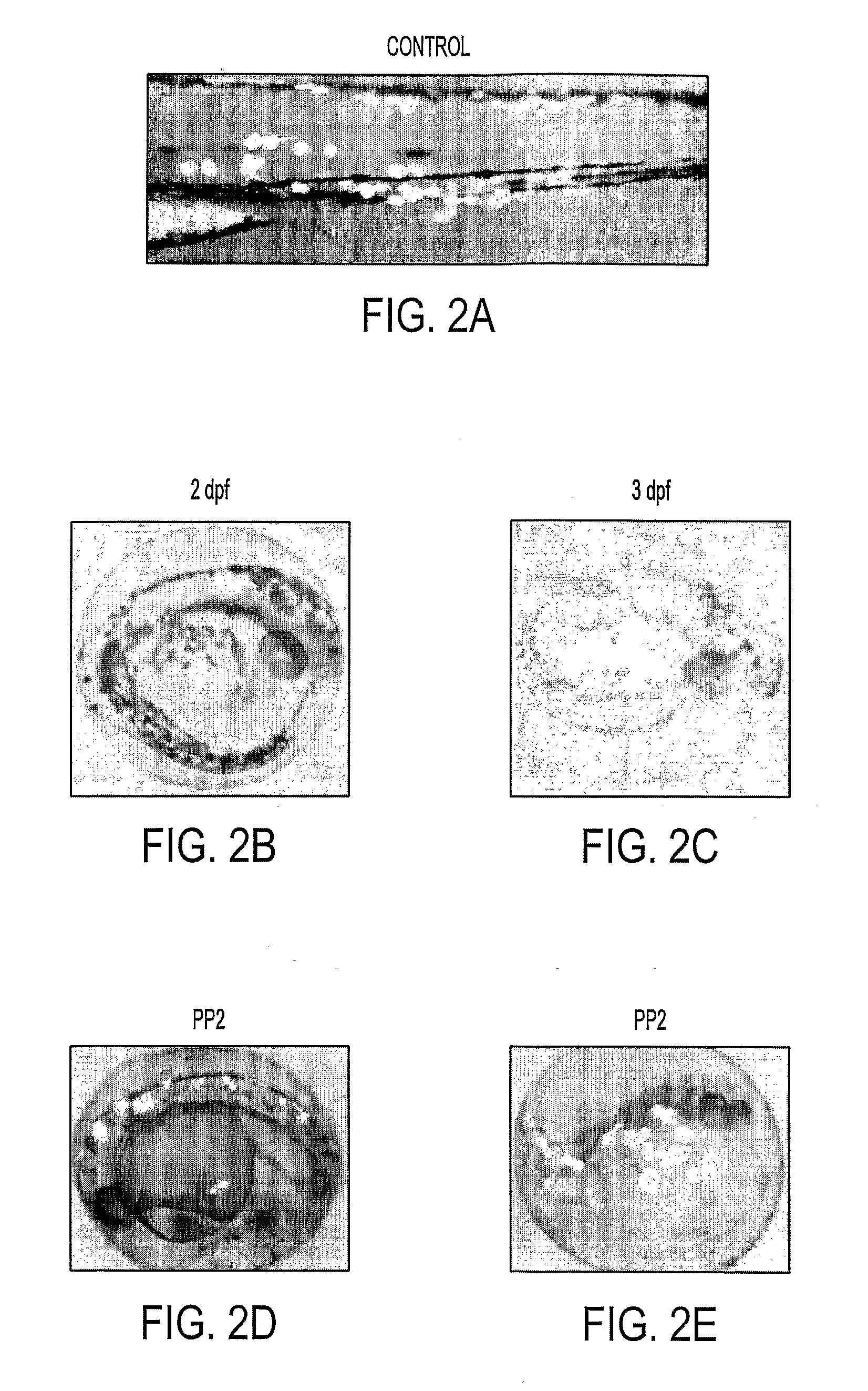 Fish Cancer Model