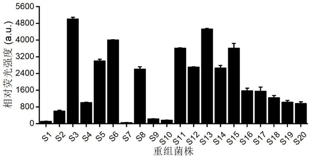 Food-grade safe saccharomycetes for producing chondroitin sulfate lyase ABCI and application of food-grade safe saccharomycetes