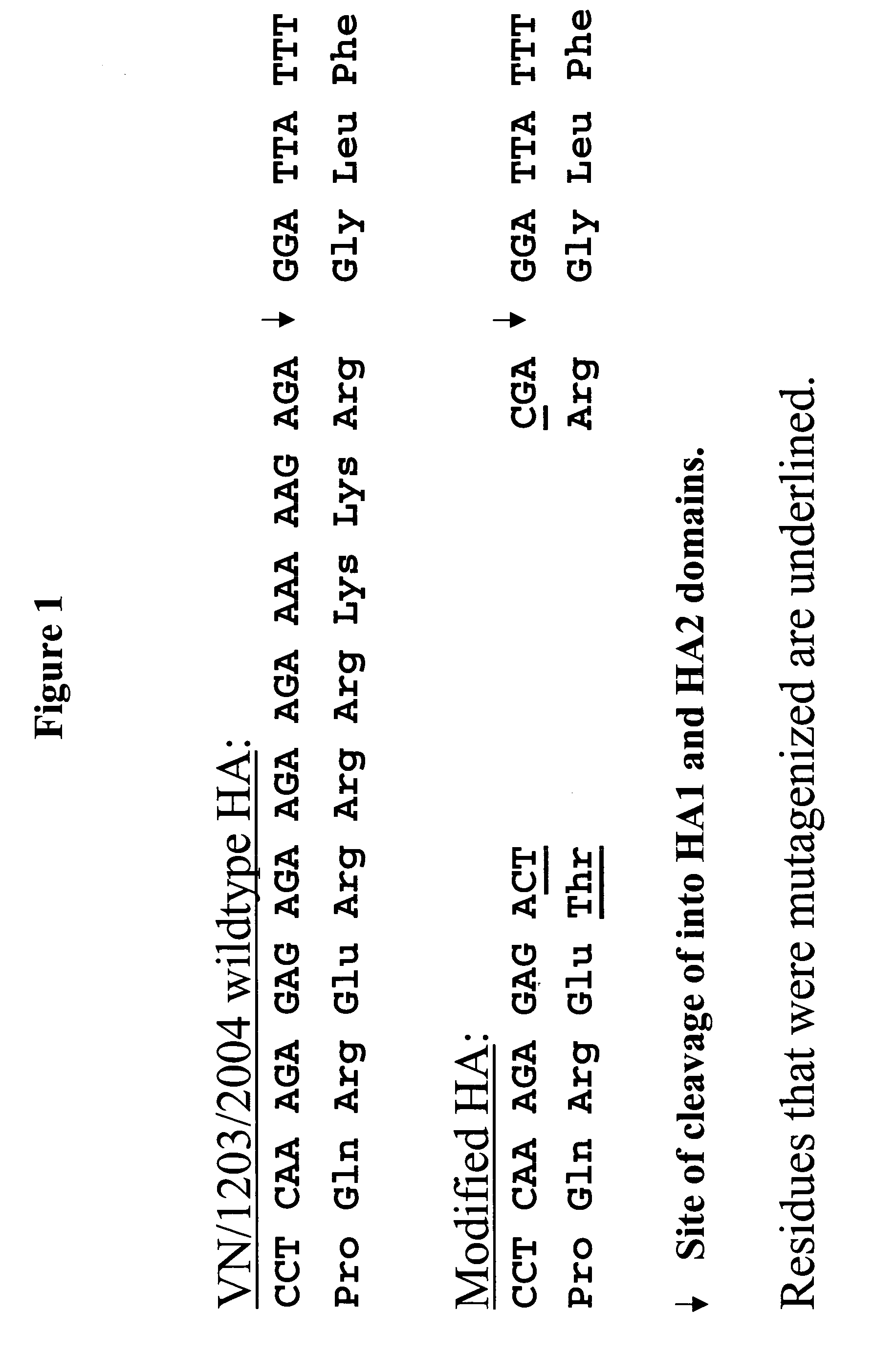 Influenza hemagglutinin and neuraminidase variants