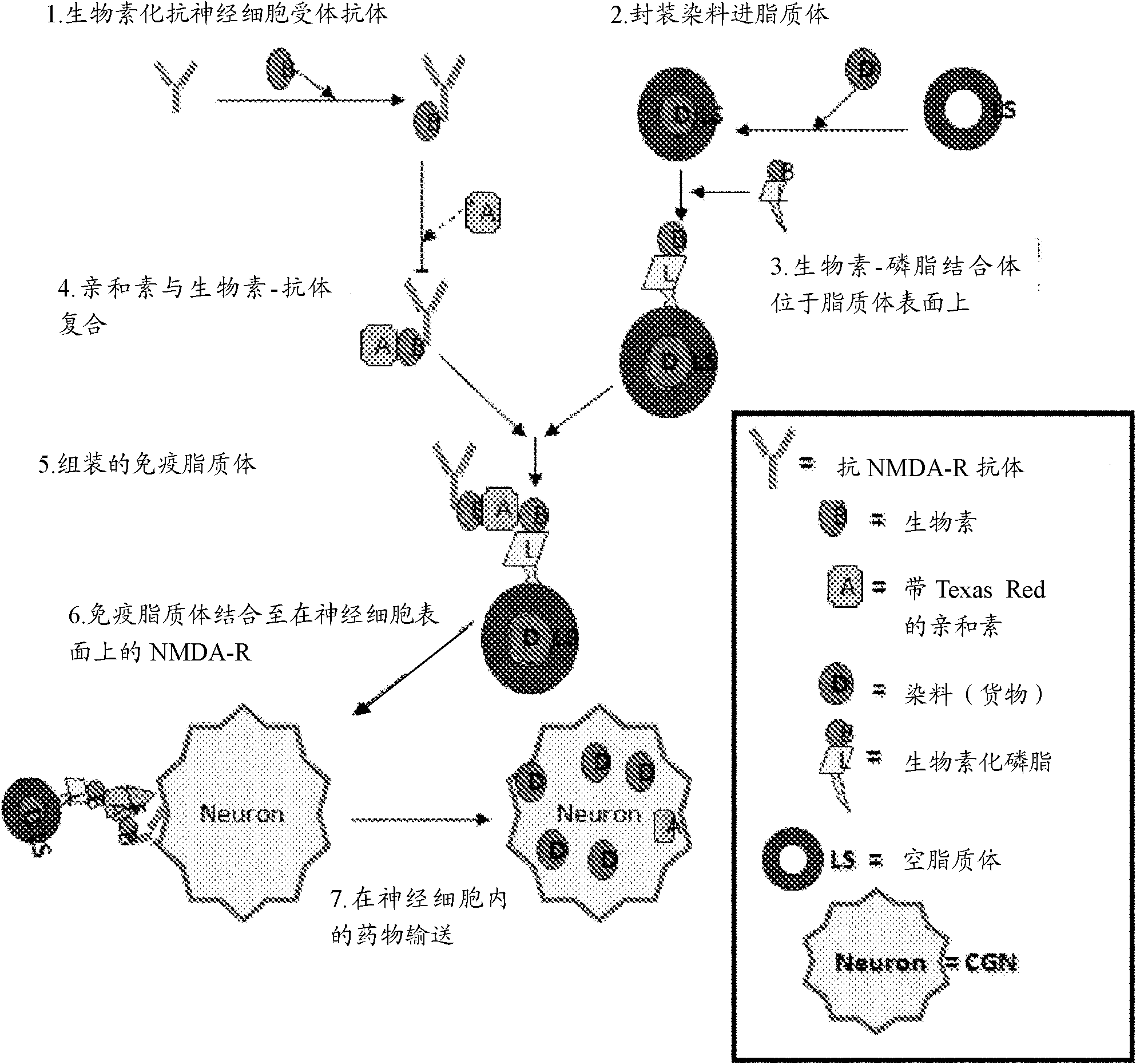 An antibody bound synthetic vesicle containing active agent molecules