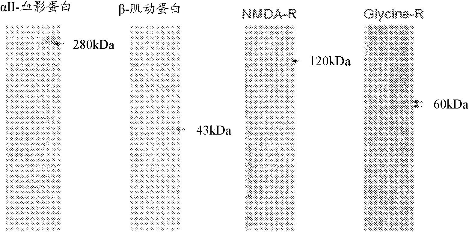 An antibody bound synthetic vesicle containing active agent molecules