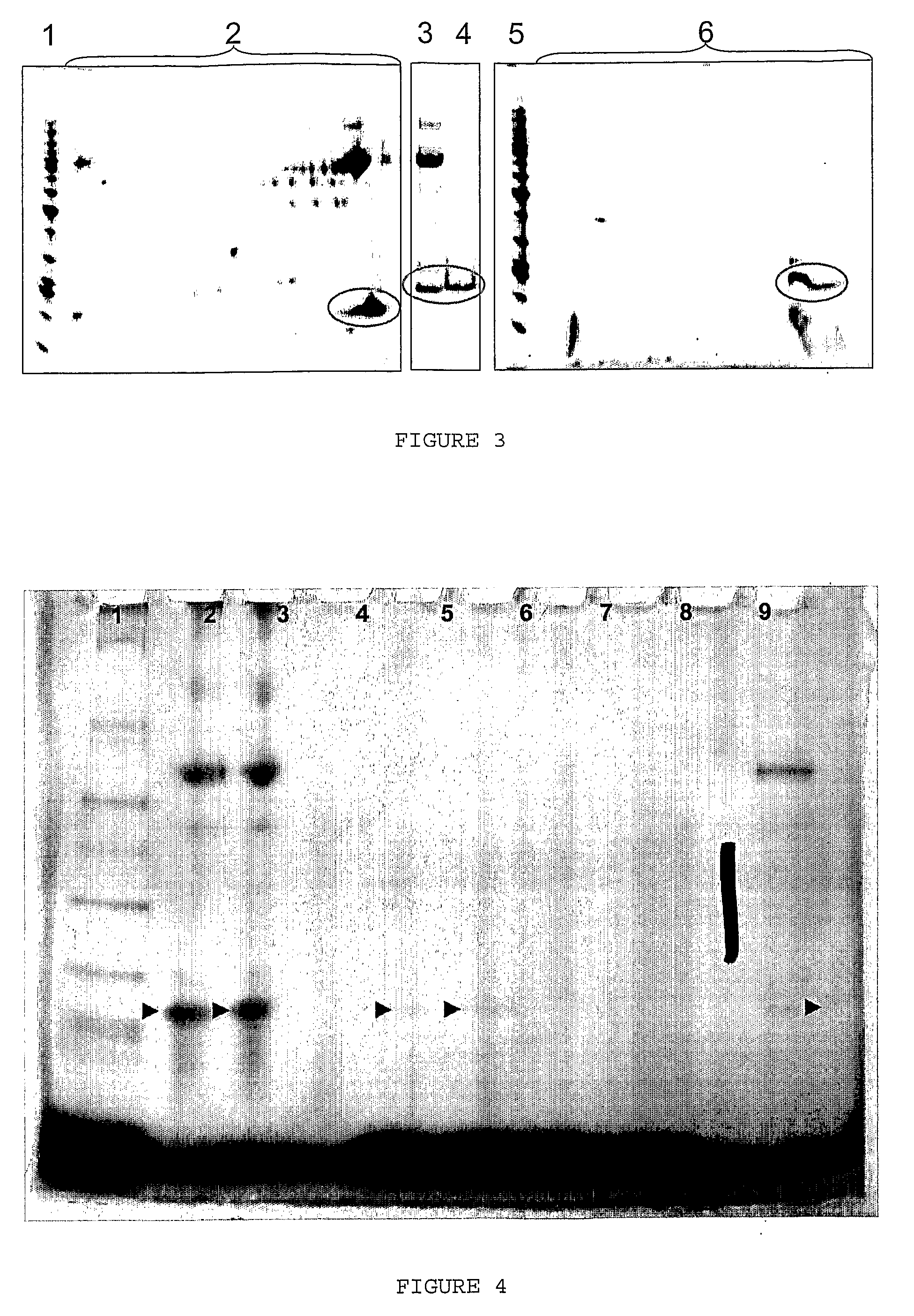 Angiogenin-enriched milk fractions