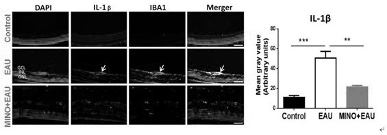 Application of minocycline hydrochloride to preparation of medicine for treating autoimmune uveitis and treatment method of autoimmune uveitis