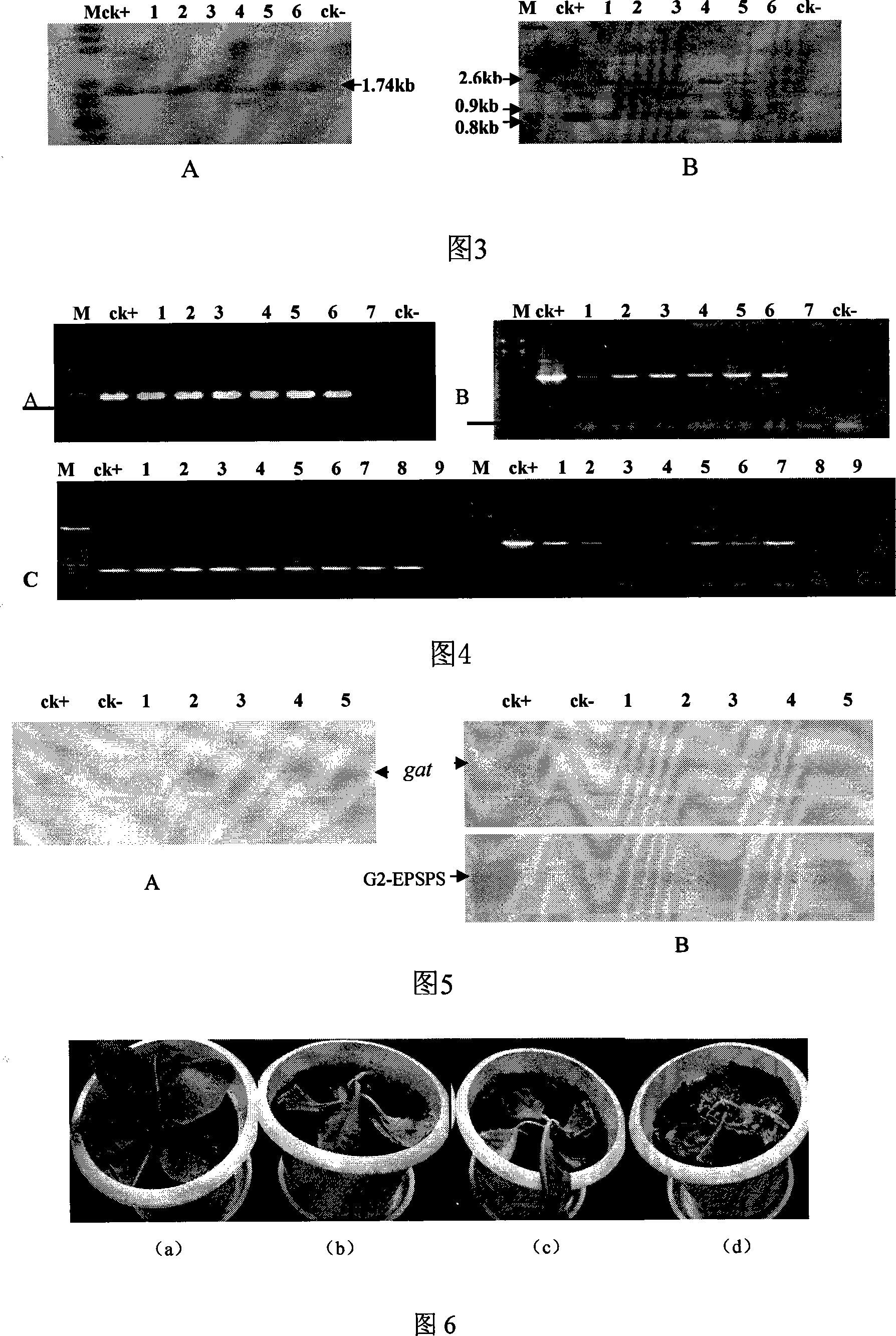 Bivalent expression carrier for culturing anti-glyphosate plants