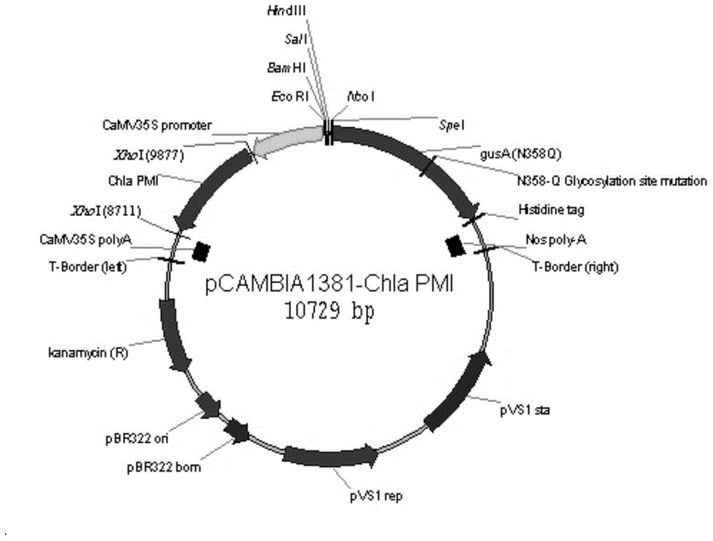 Phosphomannose isomerase gene with plant origin and application of phosphomannose isomerase gene