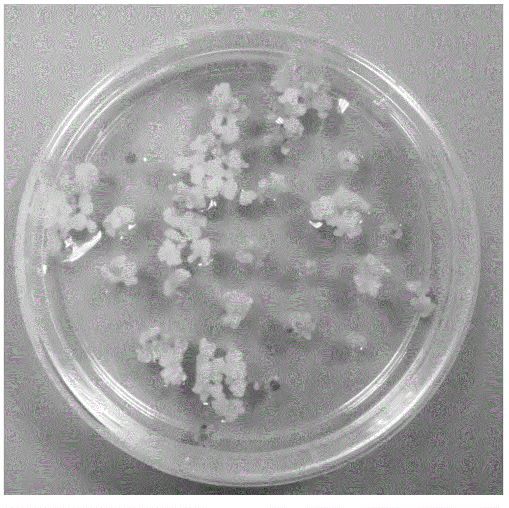 Phosphomannose isomerase gene with plant origin and application of phosphomannose isomerase gene