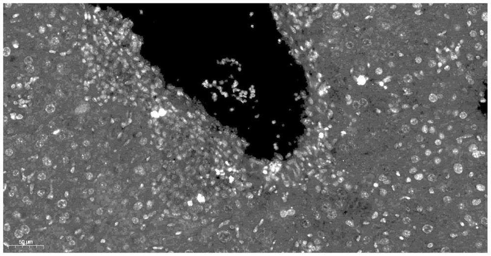 Preparation method and application of tissue autofluorescence quenching agent