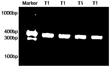 Gene for controlling early development of rice chloroplast and application of gene