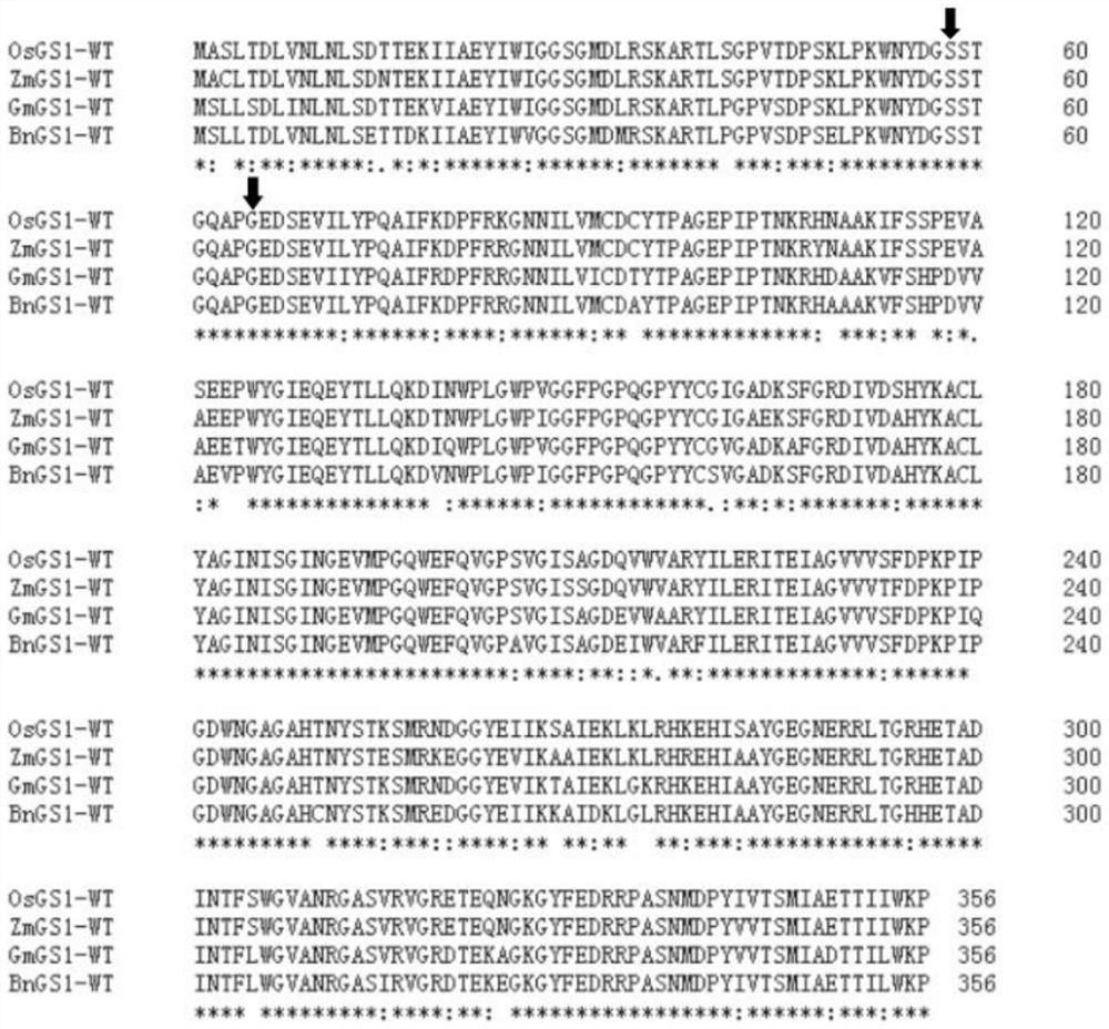 Method for obtaining protein with glufosinate-ammonium resistance and mutant thereof