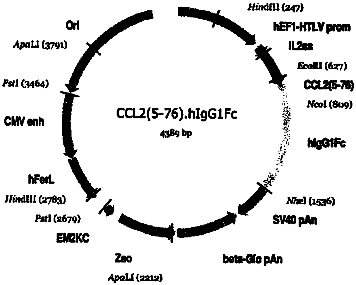 Chemokine-immunoglobulin fusion polypeptides, compositions, method of making and use thereof