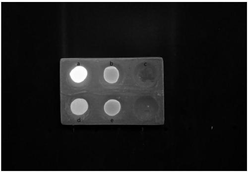 Fluorescent substance based on amino acid deep eutectic solvent and preparation method of fluorescent substance