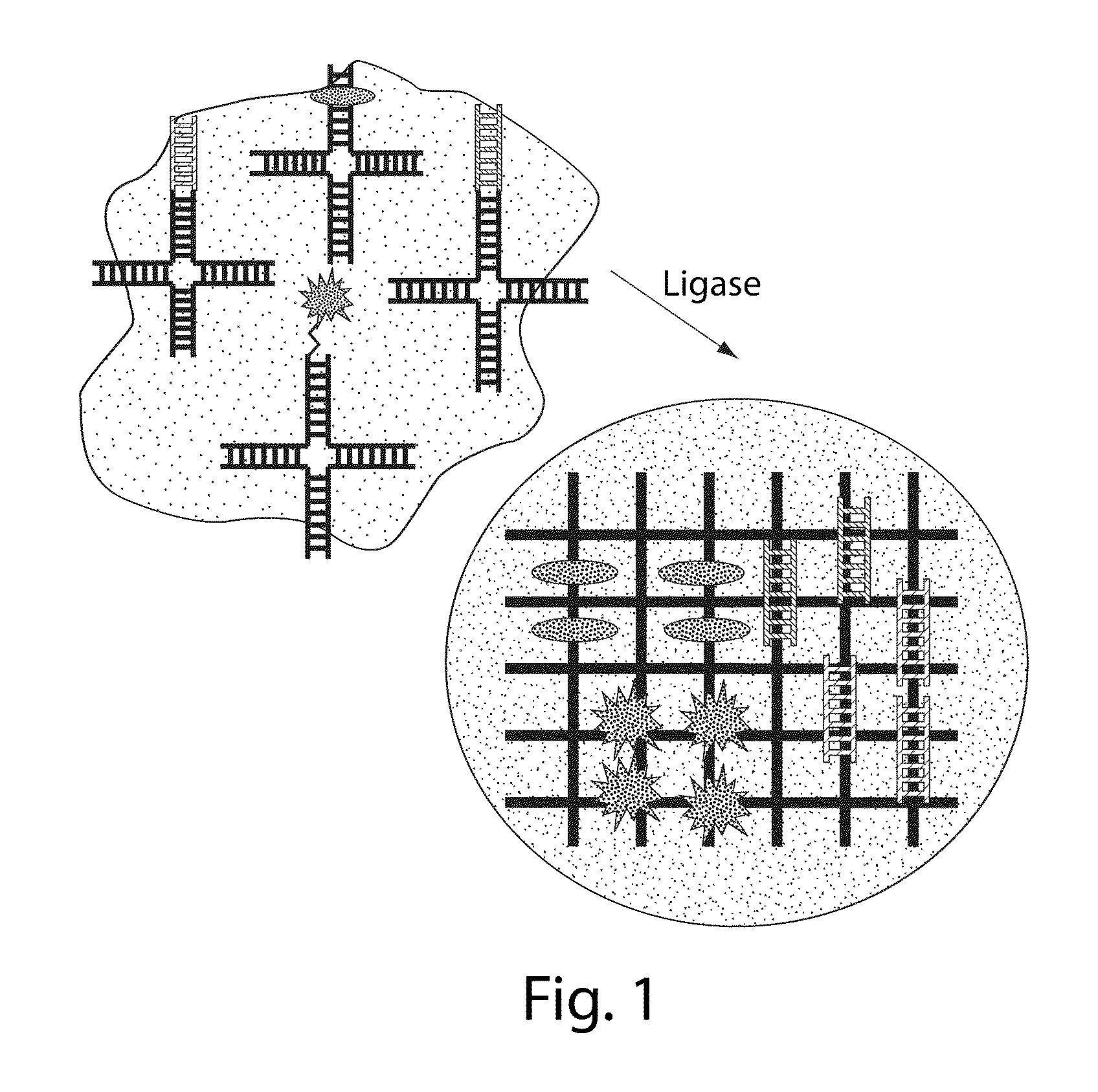 Branched DNA/RNA monomers and uses thereof