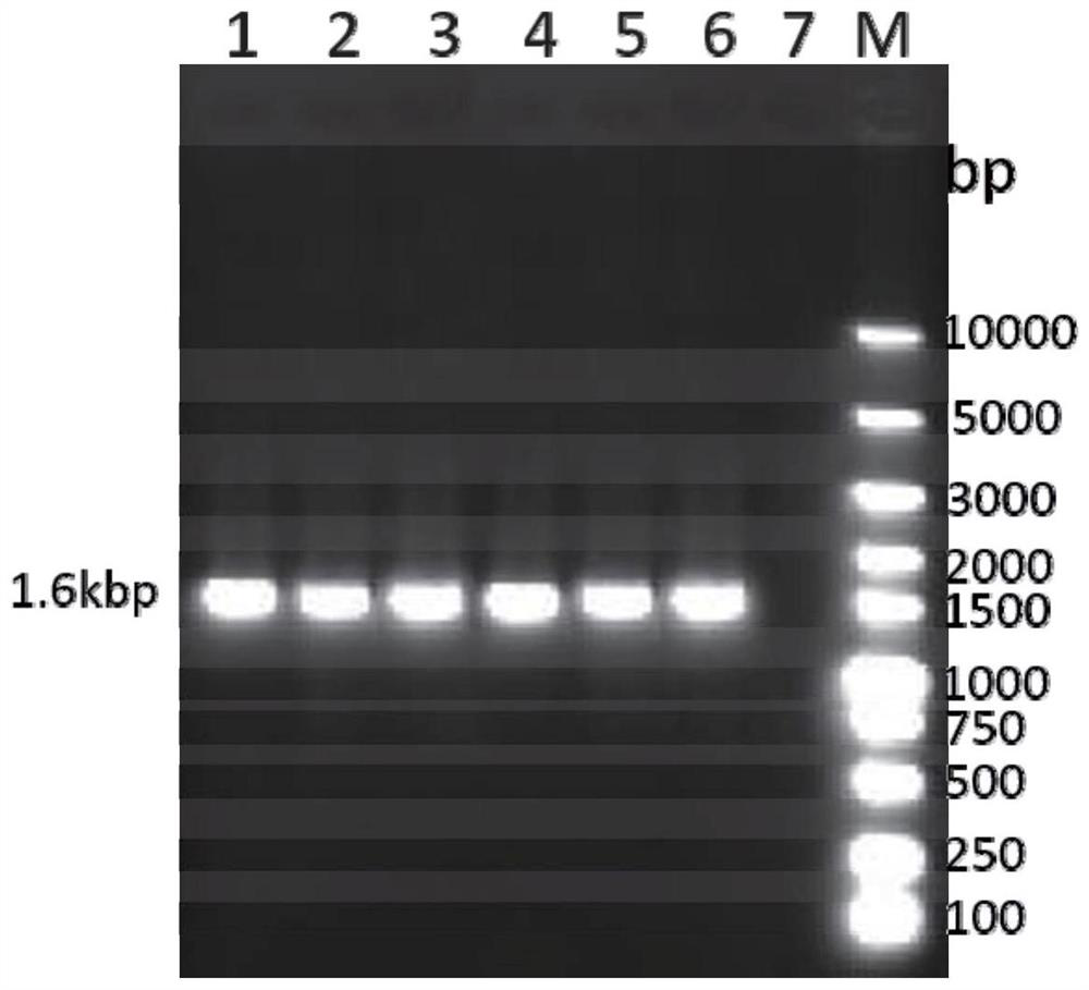 Recombinant feline herpesvirus type 1 gB-gD protein and application thereof