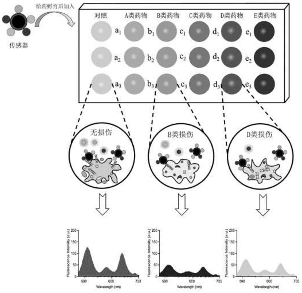 Preparation method and application of array sensor for instantaneously identifying drug-induced HK-2 cell damage