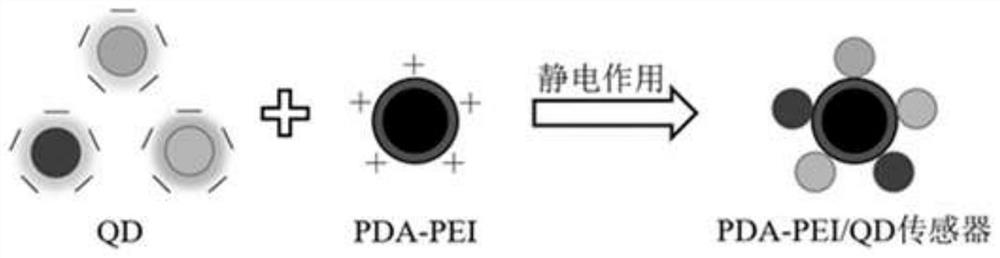 Preparation method and application of array sensor for instantaneously identifying drug-induced HK-2 cell damage