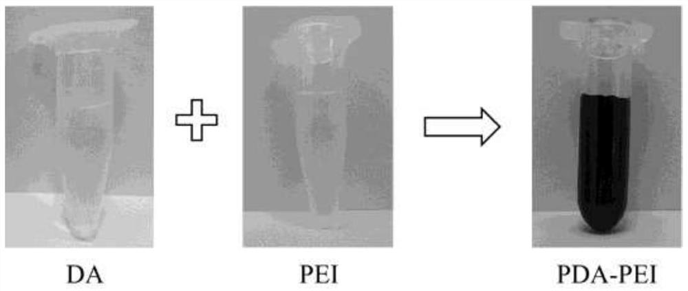 Preparation method and application of array sensor for instantaneously identifying drug-induced HK-2 cell damage