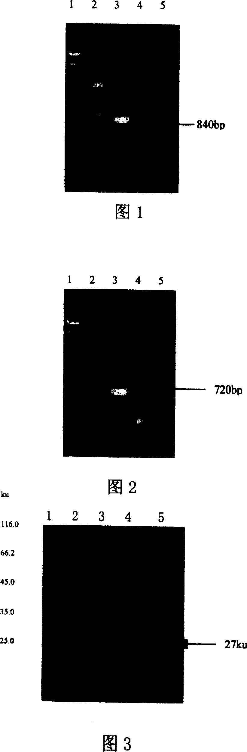 Recombinant akabane virus capsid protein, its preparation method and uses