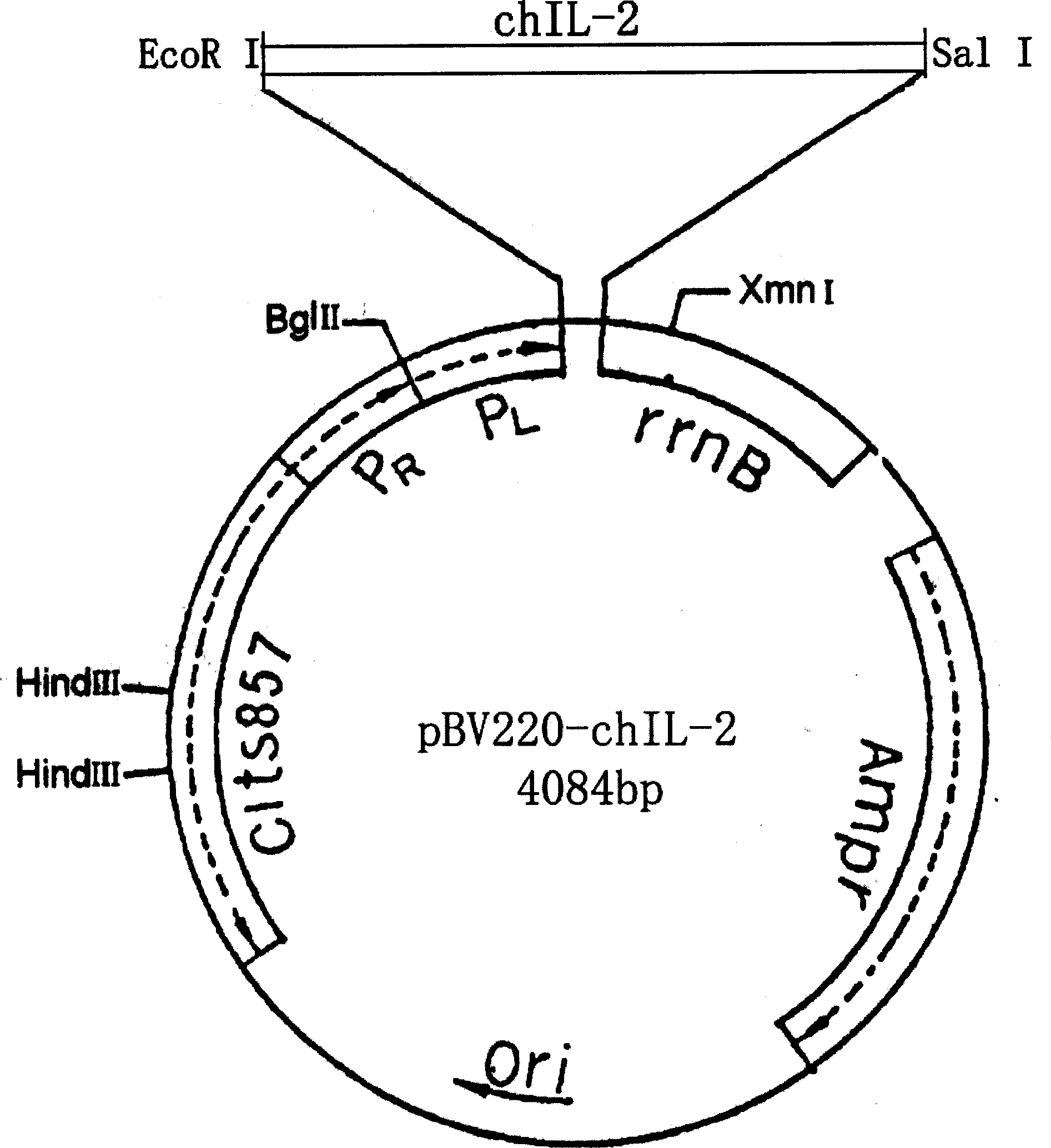 Immunity regulating type Eimeria tenella DNA vaccine for preventing and treating chicken coccidiosis