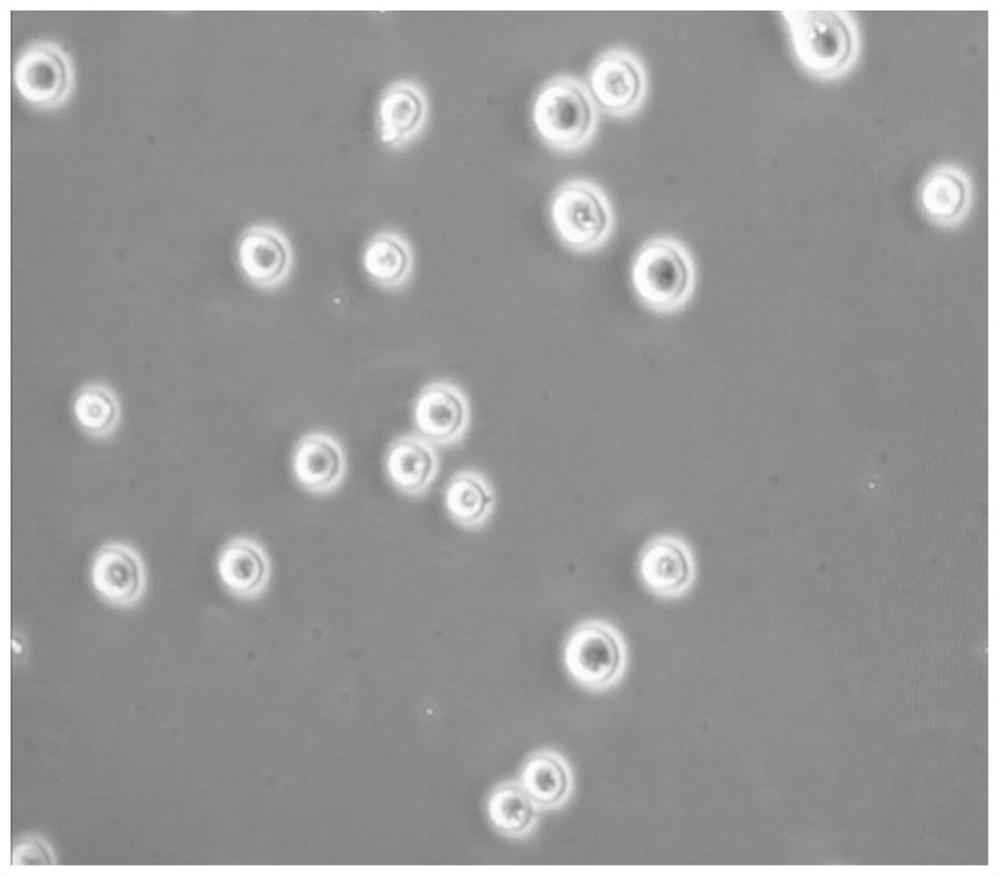 Suspension culture domestication method of MDCK cell line