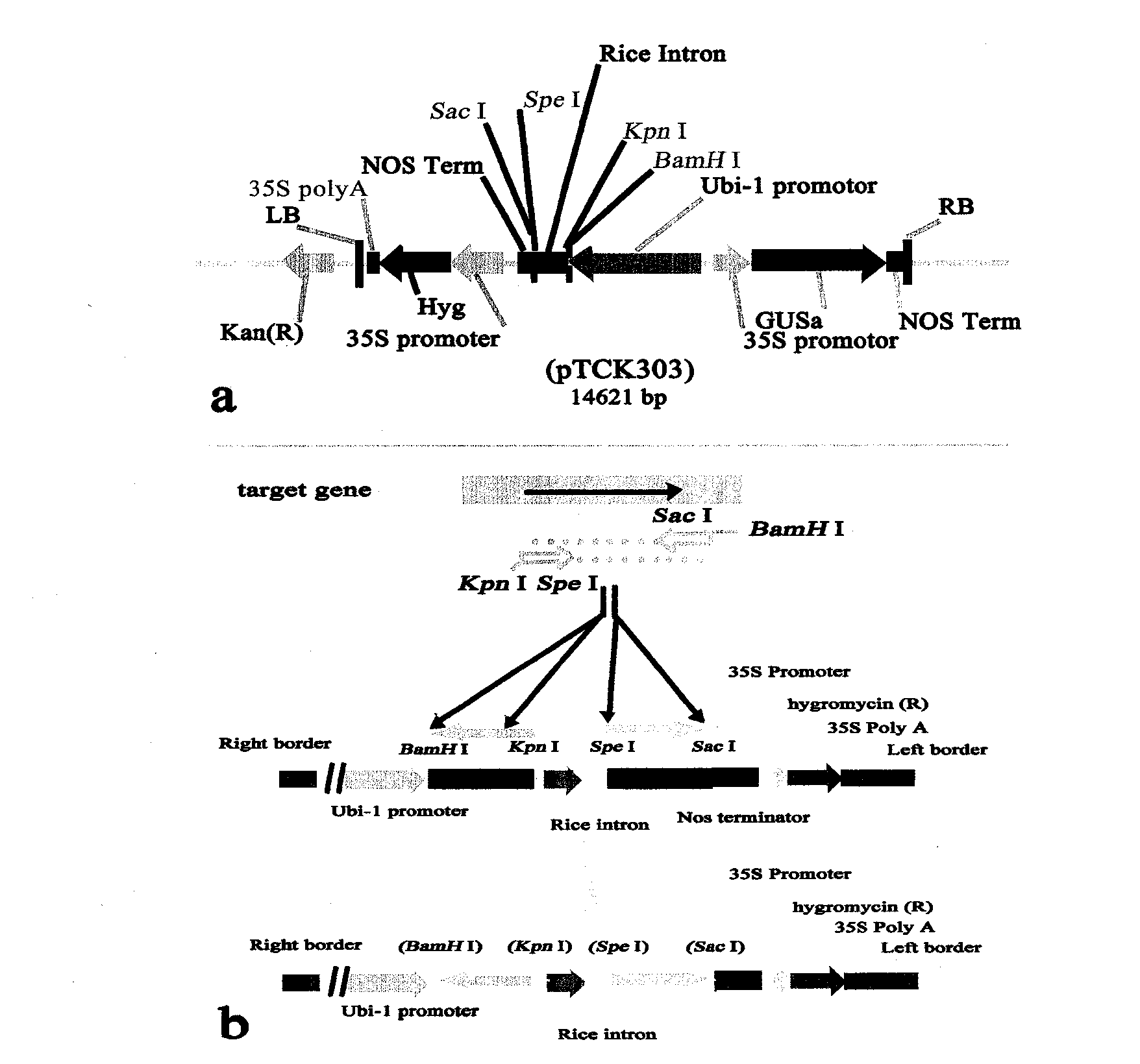 Gene OsPTR9 capable of improving nitrogen absorption efficiency and yield of rice and application thereof